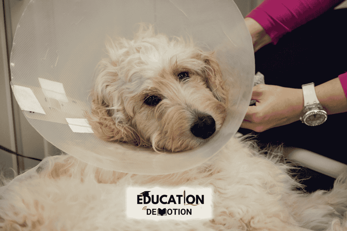 e collar technologies for modern dog training
